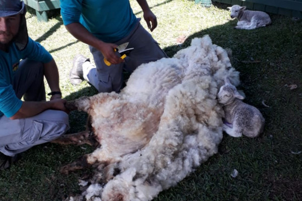 Esquila das ovelhas feita pelos colaboradores do condomínio