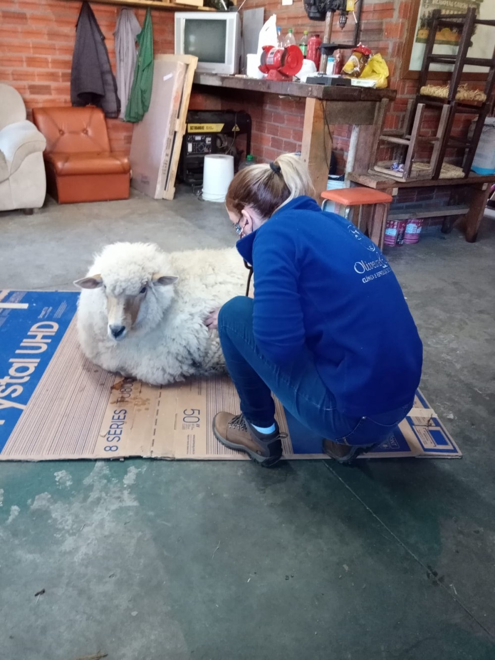 Cuidados veterinários com ovelha intoxicada