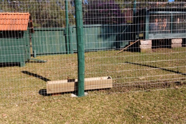 Colocação de tela no cercado de proteção para os patos recém nascidos