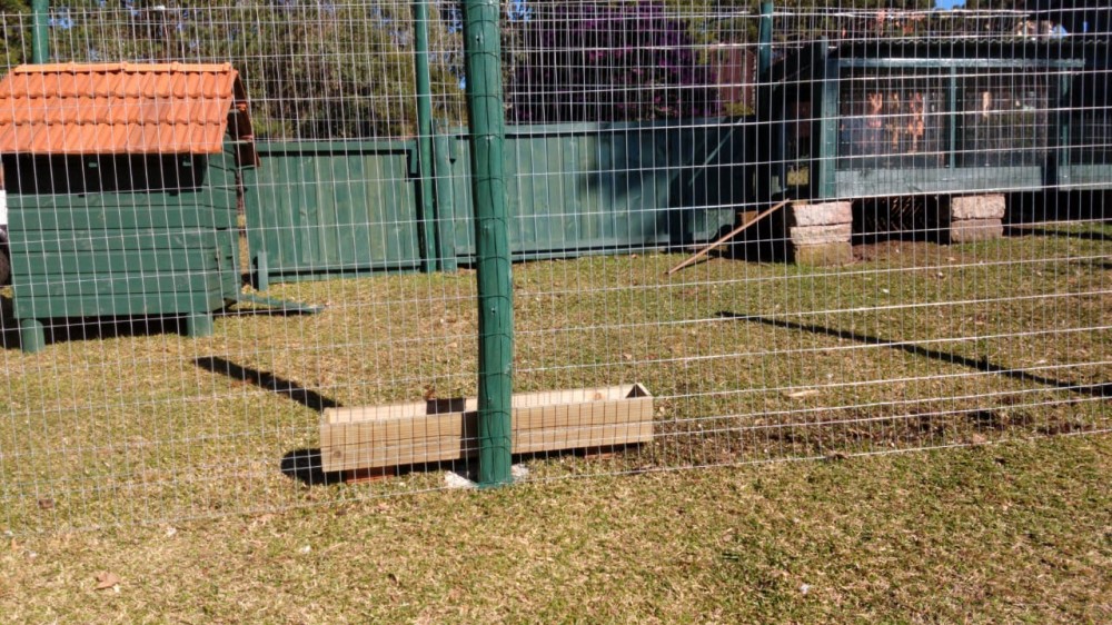 Colocação de tela no cercado de proteção para os patos recém nascidos